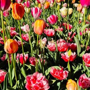 Meet your Posher, Donna